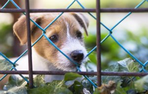 Puppy Fence